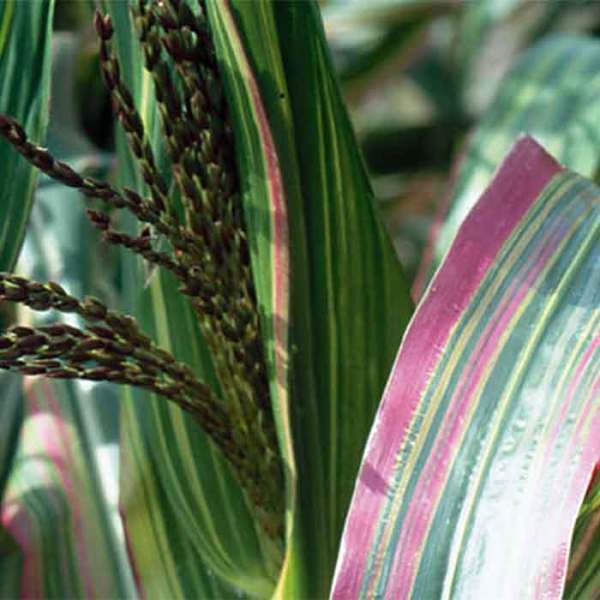 MEGA RARE NON-GMO Corn ''Golden Striped Japonica Corn'' ~30 Top Quality Seeds 