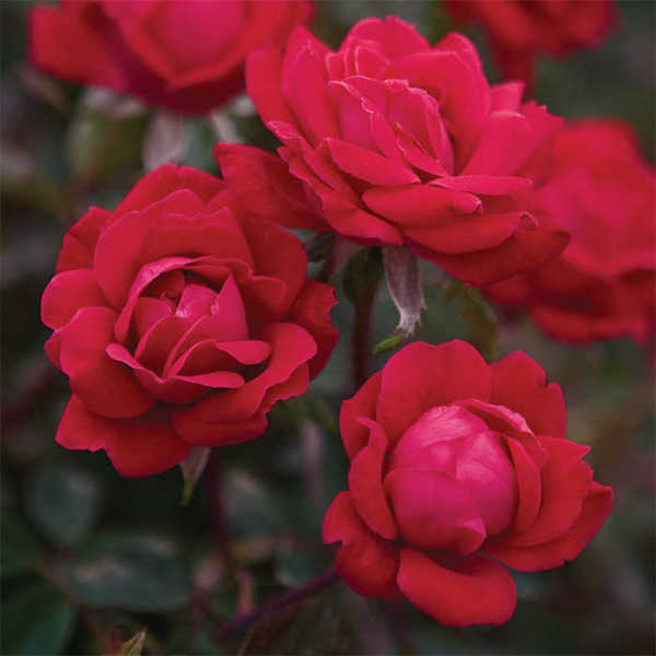 Double Knock Out® Rose, Knock Out® Family: Jung Seed Company