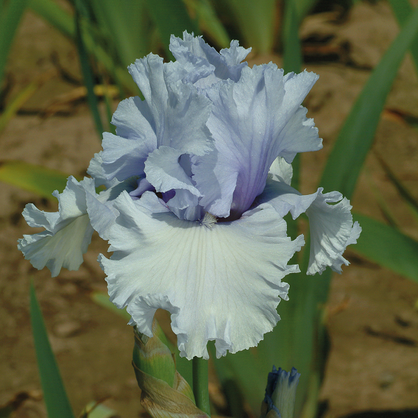 New Irises