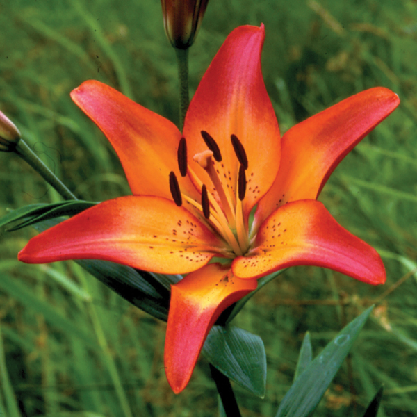 Asiatic LIlies