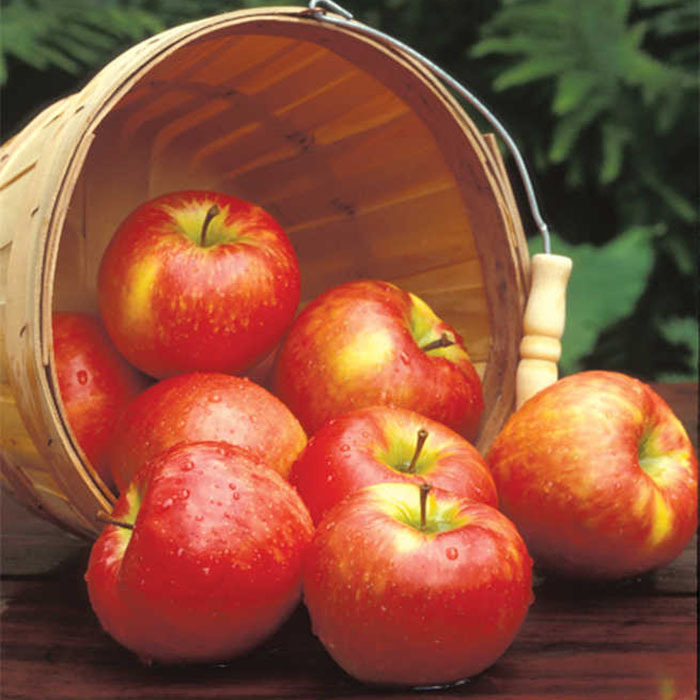 Buy Honeycrisp Apples Online